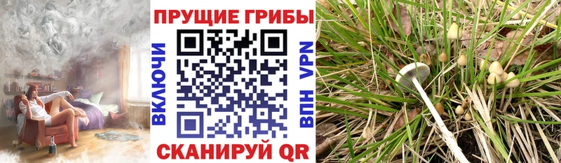mega зеркало  Ефремов  Псилоцибиновые грибы прущие грибы  где продают  